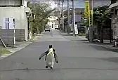 ot- pet penguin video! | next thread &raquo;