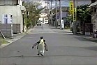 ot- pet penguin video! |  Amazing creature!   Enjoy, jennellh...