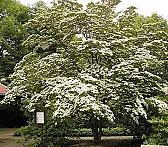Dogwood??  | next thread &raquo;
