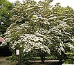 Dogwood??  | &laquo; previous thread