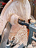 PING Robo Hippy re shear cutting  |  Well, a standard scraper will do the same thing. To get the glassy smooth finsh,...