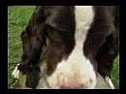 Very OT: Virtual puppy |  Sent by a friend, who knows I love dogs but cannot have one here.I have no idea...