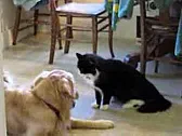 sort of OT - video about a dog and a cat |  That's a good one!  I love how the big dog signals to the cat that he is...
