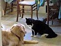 sort of OT - video about a dog and a cat |  The final picture in this little video makes it sort of on topic.It'sa video...