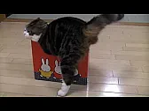 Re: Cat in a Box  |  The good news is that Maru and his human are...