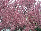 Monday morning 24th April |  Good morning to all and special thanks to all who joined my postyesterday. I...