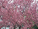 Monday morning 24th April |  BB,Loved the pictures of your crabapples.  They are so beautiful.  When Iwas...