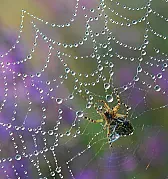 Very OT: Help with spiders | &laquo; previous thread