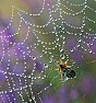 Very OT: Help with spiders | next thread &raquo;