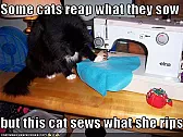 Pertinent LOLcat | next thread &raquo;
