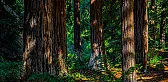 quilt stores in SoCal |  we're off for a week in Santa Barbara and Los Angeles, can anyone recommend...