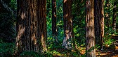 quilt stores in SoCal | &laquo; previous thread