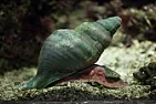 WAAAYYYY OT: Ornamental goldfish changing color |  Oh, well I just think of you as being in Phoenix!! You are in the general area...