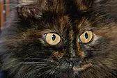NEW QI |      IvyJane (this is the name the animal rescue lady said she was using just...