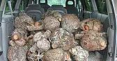 Spruce Burls!  |  While I was at Summer Camp last week as spiritual director, my wife got a  call...