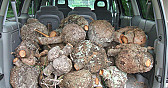 Spruce Burls!  |  While I was at Summer Camp last week as spiritual director, my wife got a  call...