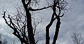 Widow Maker  |  it looks as though the tree the limb is hung up in is dead, if this is so i...