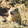 Updated links  |  I'm in the process of reworking my www.woodenwabbits.com web site. I've...