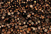 Sierra Leone..Forests stripped bare  | next thread &raquo;
