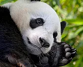 Very OT  Just for fun...panda cam |  I thought others might enjoy watching the giant panda at the San Diago...