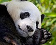Very OT  Just for fun...panda cam | next thread &raquo;