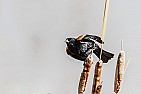 Almost to the end...for a while :-)  |  Hi guys, My mid-term for my jewellery and metals class is next week, then I go...