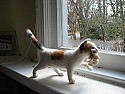 Absolutely *amazing* needlefelt sculptures | &laquo; previous thread