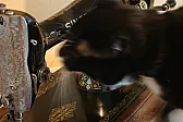Fabric Paints help |  Howdy!Sounds like a challenge, Mickie: making a quilt w/ 48 cats- and only one...