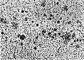 Triton Respirator  |  Science NewsWeek of Aug. 2, 2003; Vol. 164, No. 5Air SicknessHow microscopic...