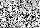Triton Respirator  |  Science NewsWeek of Aug. 2, 2003; Vol. 164, No. 5Air SicknessHow microscopic...