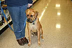 PSA:  puppies and hearing aids don't mix |  ah, but they survived the washing machine (caught them early in the cycle), and...