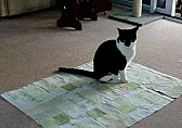 Quilting Q. using 'Press'n Seal' |  The first important thing is to let any ink dry completely or some 'dye'...