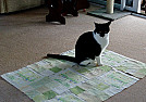 Marking fabric |  That's beautiful, Bobbie.  Thanks for sharing.The small project I'm...