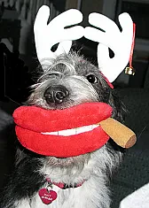 Happy Holidays from My Girl Macy.. ~OT~  |  Tinkerbell -- I laughed like a fool! Thanks so much. Becki "In between the moon...