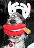 Happy Holidays from My Girl Macy.. ~OT~  | &laquo; previous thread