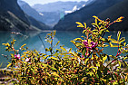 help find fabric | Has anyone come across a fabric with dogwood blossoms on it?TIAK Sue