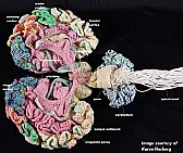 Knitted anatomy!  | next thread &raquo;