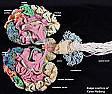 Knitted anatomy!  | http://www.themarysue.com/yarn-brain 