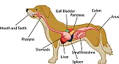 Very OT:  Cats |  Is it possible cats can get haemorrhoids ?   I just had occasion tosnip away...
