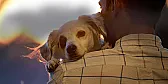 Another Way to Help the Animals (long) |  As many of you now, I sew blankets for dogs and cats awaiting adoptionat more...