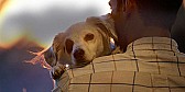 Another Way to Help the Animals (long) |  As many of you now, I sew blankets for dogs and cats awaiting adoptionat more...