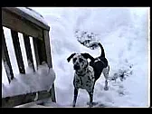   OT   snow dog |  http://www.youtube.com/watch?v=0sUL0KCIc48&feature=relatedFor all my dog loving...
