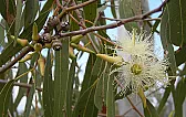 eucoliptus  |  There are many different varieties.  From my understanding blue gum is close to...